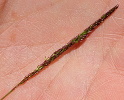 Spicate inflorescence of Agrostis lacuna-vernalis. Photo taken at Fort Ord National Monument © 2011 Dylan Neubauer. Spicate inflorescence of Agrostis lacuna-vernalis. Photo taken at Fort Ord National Monument © 2011 Dylan Neubauer.